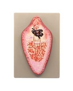 Liver Fluke Worm Model, 10"x7" - Numbered Structures - Hand Painted - Includes Key Card - Eisco Labs