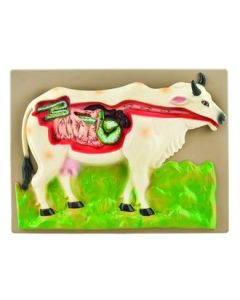 Eisco Labs Cow Digestive System Model