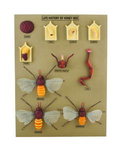 Jumbo Life Cycle of the Honey Bee Model