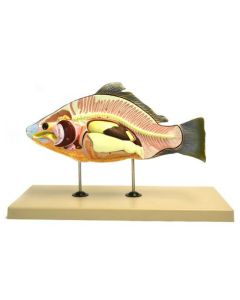 Model, Fish (Carp), 16" Long - Removable Air Bladder, Intestine, Stomach