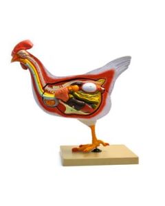 Chicken / Hen Anatomy model- 6 Parts