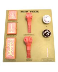 Tapeworm / Taenia - Solium model