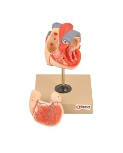 Eisco Labs Life Size Human Heart Model on Base; 2 Parts