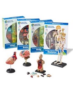 Anatomy Models Bundle