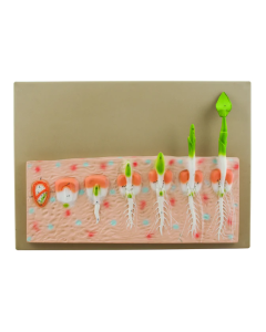 Model Monocot Seed Germination (Maize)