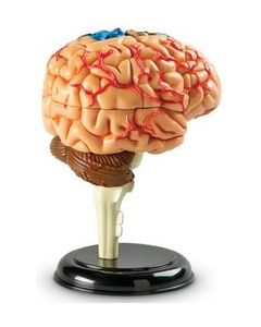 Brain Anatomy Model