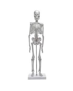 Miniature Human Skeleton Model, 17.5" Tall - With Rod Mount & Stand - Anatomical Model, Articulated, Flexible Joints - Eisco Labs