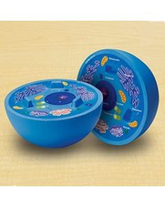 Cross-Section Animal Cell Model