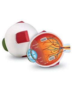 Cross-Section Eye Model