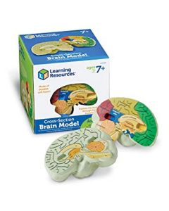 Cross-Section Human Brain Model