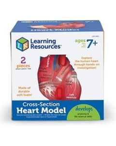 Cross-Section Human Heart Model