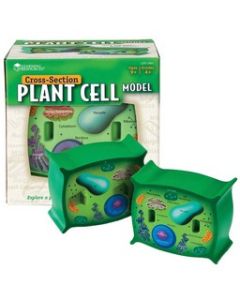 Cross-Section Plant Cell Model