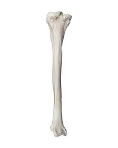Tibia Bone Model - Left - Anatomically Accurate Human Tibia Bone Replica - Eisco