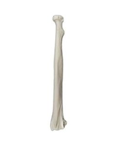 Humerus Bone Model - Right - Anatomically Accurate Human Humerus Bone Replica - Eisco