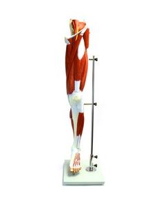 Eisco Labs Muscular Human Leg Model with Stand; Numbered
