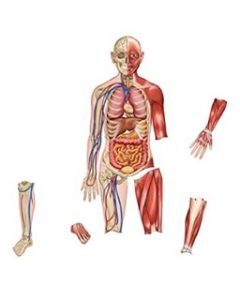 Double-Sided Magnetic Human Body 