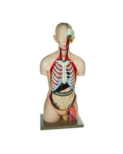 Eisco Labs Sexless Torso Model, Life Size, 13 Parts