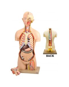 Premium Life Size Human Torso Model with Open Front and Back Sections - Male/Female Genitle Organs - Removable and Disectable Parts - Precise Details - Eisco Labs