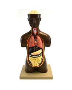 Eisco Labs Half-Size Unisex Human Torso with Head - 9 Parts (19.5" Tall )