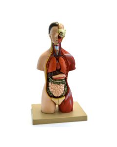 Eisco Labs Adult Torso Anatomical Model with Head, 16 parts, Half-Size, Approx. 18" Height
