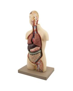 Eisco Labs Youth Torso Anatomical Model with Head, 9 parts, Half-Size, Approx. 18" Height