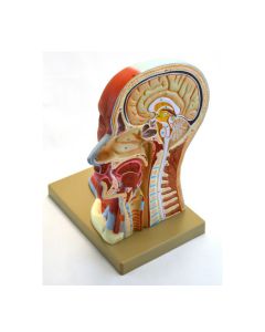 Eisco Labs Human Head Anatomical Model, Median Section, Life Size, Approx 12" Height