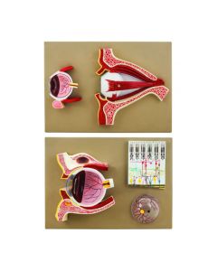 Eisco Labs Human Eye 5 Times - Sagittal cutaway model / Cross section