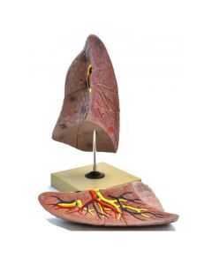 Eisco Labs Human Right Lung Anatomical Model, 2 Parts, Life Size, Approx. 10" Height