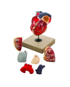 EISCO Human Heart Model, Hand Painted, 7 Parts