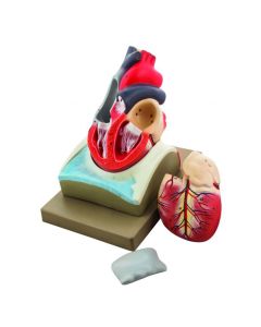 Eisco Labs Human Heart Model; Larger than Life Size (8" in height); On Diaphragm