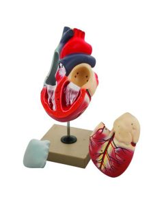 Eisco Labs Human Heart Model, 2x Life Size, 3 Part, 12" Tall