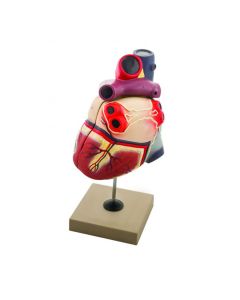 Eisco Labs Human Heart Model; Larger than Life Size (8"); 2 Parts; On Base