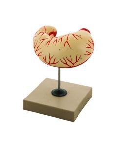 Eisco Labs Human Stomach Model - Life Size