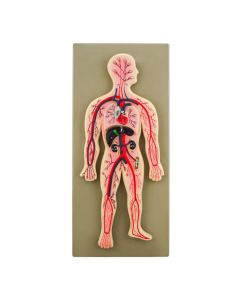 EISCO Human Circulatory System Model, Hand Painted