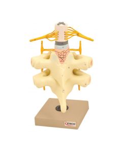 Spinal Cord & Nerves Model - Life Size - Hand Painted - Designed by Medical Professionals - Eisco Labs