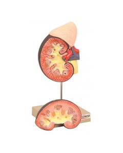 Model, Human, Kidney, Life Size, 2 Part