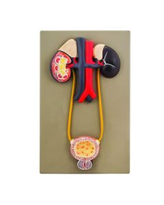 Eisco Labs Urinary Organs - Kidney with Bladder Model, 15" x 9" Approx.