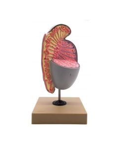 Human Testicle Model, Three Dimensional, with Hand Painted Details - Mounted on Stand, 9" tall - Eisco Labs