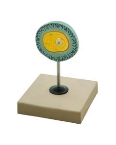 Eisco Labs Model of Human Female Egg - 6.5" tall on 5"x 5" base