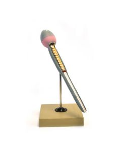 Eisco Labs Model of Human Sperm; Greatly Magnified (15" Long); On stand