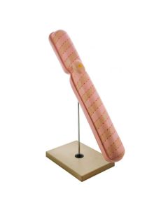 Eisco labs 22" Model Chromosome Mounted on Base - Extra Large