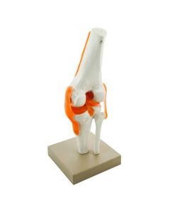 Model, Human, Knee, Functional