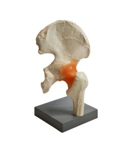 Premium Model Hip Joint - Eisco Labs