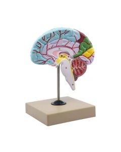 Functional Human Brain Model, Cross Section - 1/2 Size - Color Coded & Numbered with Key Card - Includes Mount - Eisco Labs