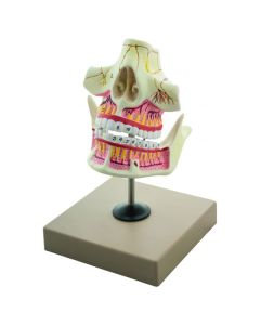 Eisco Labs Adult Jaw (Upper and Lower) Model - Upper Jaw and Mandible