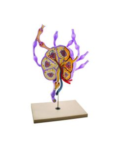 Model Lymph Nodes - 24" tall, Biology Study Model - Eisco Labs