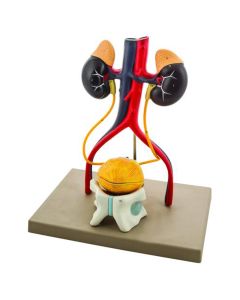 Eisco Labs Male Urinary System Model, Life Size, Free Standing, 15 Inches Tall