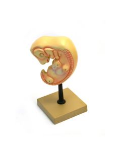 Human Embryo Model - 50X Magnification - 4 Weeks Old - Eisco Labs