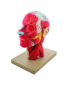 Model Human Half Head and Neck with Musculature - 2 Parts