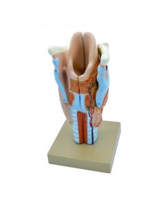 Model, Human, Larynx, Multiple Parts